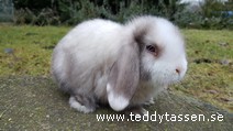 Teddytassens Mangolia